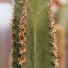 Pilosocereus_brasiliensis